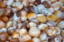 Agate Cornalinée 250gr